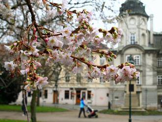 Ve Smetanových sadech v Plzni rozkvetla sakura