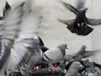 Středočeská města bojují s přemnoženými holuby