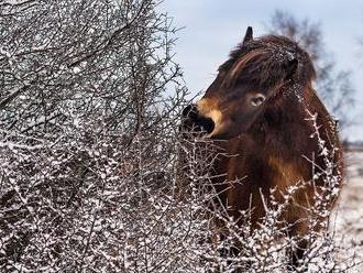 Divocí koně z Milovic budou chránit Ptačí park Josefovské louky a přírodní památku Na Plachtě