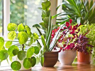 Kam v bytě umístit pokojové rostliny, aby se jim dobře dařilo?