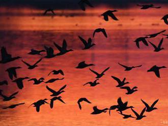 NELETIA ZA TEPLOM: Jesenná migrácia vtáctva vrcholí
