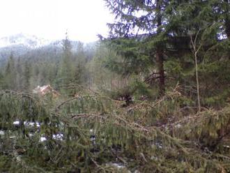 Vietor vyvrátil ďalších 7500 stromov na území Štátnych lesov TANAP-u