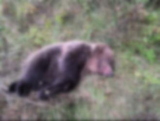 Nešťastie na Liptove: FOTO Zrážka vlaku s medveďom, šelma stret neprežila