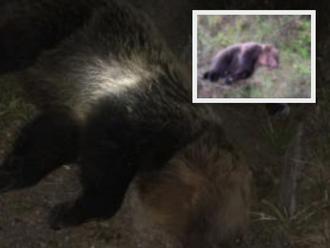 Liptovčanom naháňajú medvede strach: FOTO Túlajú sa v blízkosti obydlí a ciest, poľovníci sú bezradn