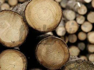 Lesníci chcú citlivú ťažbu dreva na Devínskej Kobyle: Ochranári im bez výhrad veria