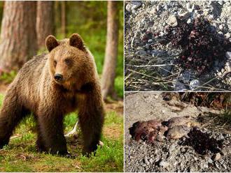 Zvrátenosť najhrubšieho zrna: FOTO Pytliak v Tichej doline vypitval medveďa, ochranári sa búria