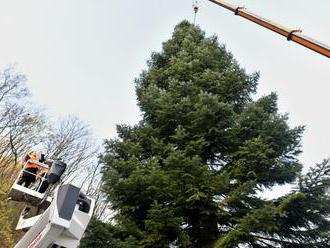 Prešovský vianočný stromček ozdobia v najbližších dňoch