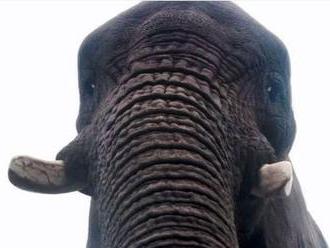 TRAGÉDIA: Vodič vrazil autom do slona, ktorý ho následne usmrtil