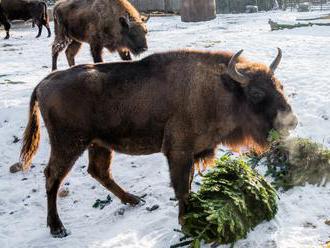 Vánoční nadílka u zvířat v Zoo Praha