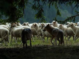 Evropské šelmy si nejvíce pochutnají na ovcích. Ročně jich zabijí 21 tisíc
