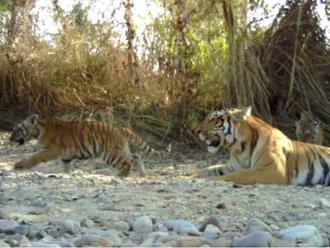 V Nepálu nyní žije v jedné z rezervací pětinásobek tygrů