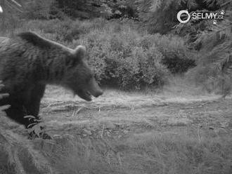 Medvěda na Vsetínsku se nepodařilo uspat, pohybuje se chaoticky