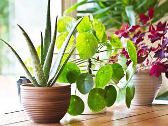 Pokojové rostliny, které vyčistí vzduch a pomohou vám zlepšit spánek