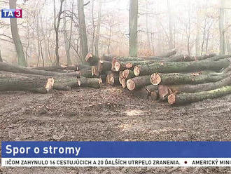 Vyrúbali desiatky stromov nad sto rokov. Podľa lesníkov to bol plán