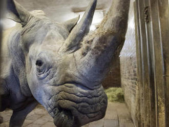 V ZOO Dvůr se narodilo mládě vzácného nosorožce dvourohého
