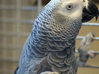 Foul-mouthed rescue parrot forges Amazon Alexa friendship     - CNET