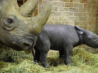 Dvorské zoo přibyli dva nosorožci za tři dny
