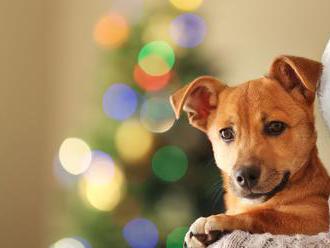 VIDEO: Pes nie je vianočný darček