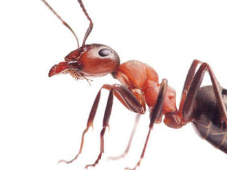 Najrýchlejšie na svete sa hýbe tropický mravec