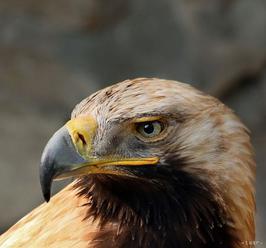 Ochrana orla kráľovského si vyžaduje ekologizáciu elektrického vedenia