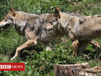 France to let wolf population grow despite farmers' fears
