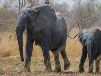 Park Pendjari verí, že sa stane novým útočiskom pre slony