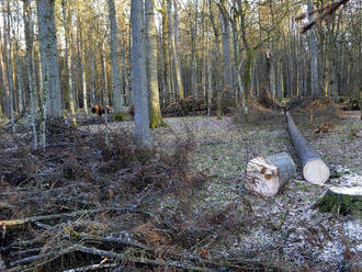Karpatské bukové pralesy zo zoznamu UNESCO sú u nás ohrozené