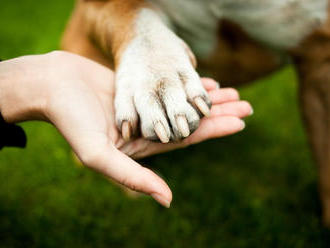 Čipovanie psov bude povinné, majitelia budú riskovať pokuty