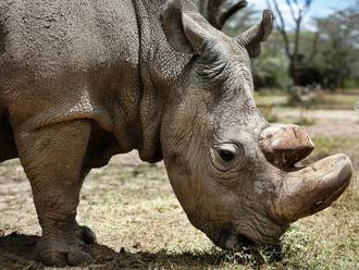 Vyhynutie vzácneho tvora na spadnutie: Zomrel posledný samec nosorožca tuponosého