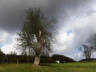 Slovenská jabloň z Bošáce je 6. najkrajším stromom v Európe, zvíťazil portugalský dub