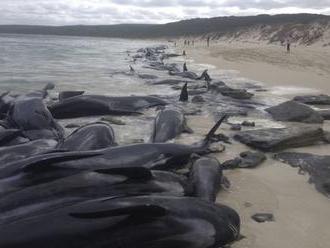 Na pobreží Austrálie našli vyše sto veľrýb, príčinu uviaznutia vedci ešte nezistili