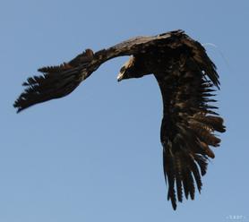 Ochranári našli v Branči uhynutého orla kráľovského, myšiaky a líšky