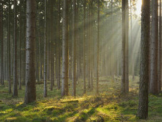 V roce 2060 budou mít smrkové lesy u nás problém, varuje Hnutí DUHA