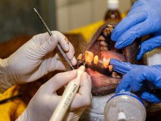 I opice mají problémy se zuby, orangutanka Mawar musela na zákrok