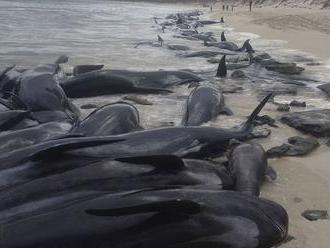 Na pobreží Austrálie uviazlo 150 vyľrýb, väčšina uhynula