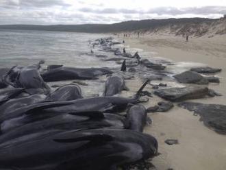 Na pobreží Austrálie našli vyše sto veľrýb, príčinu uviaznutia vedci ešte nezistili