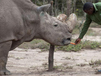 Uhynul posledný samec nosorožca tuponosého severného