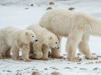 Medvede v Arktíde ohrozuje topenie ľadovcov