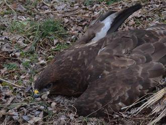 Neľudské otravy vzácnych vtákov nekončia: Našli sa ďalšie otrávené dravce