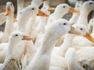 Na Slovensku sa po roku opäť objavila vtáčia chrípka, chovatelia majú byť opatrnejší