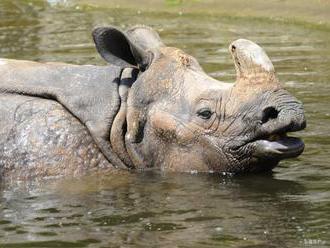 Aktivisti vyzvali vládu JAR, aby robila viac pre ochranu nosorožcov