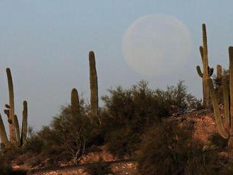 Kaktusy saguaro doplácajú na svoju slávu, dostali preto mikročipy