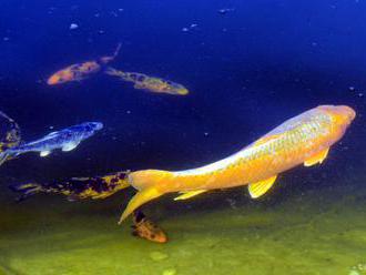 Tri štvrtiny živočíchov a rastlín vo Viktóriinom jazere sú ohrozené