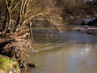 Vodohospodári: Bez výrubu stromov by mohla byť kapacita koryta Dunaja malá
