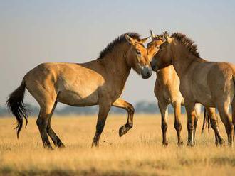 Kone Przewalského nie sú posledné divo žijúce kone na svete