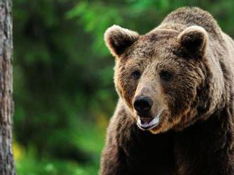 Vzácny medveď hnedý uhynul počas odchytu