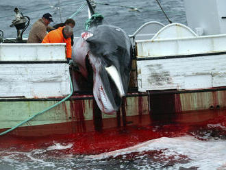Neuveriteľné: Island opäť obnovuje lov ohrozených veľrýb