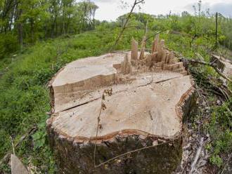Neznámy páchateľ vyrezal v katastri obce Ladomirová vyše 200 stromov