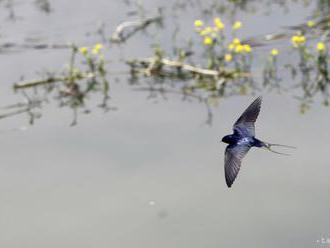 Vtákom roka 2018 je lastovička, jej ochrana si žiada systémové zmeny