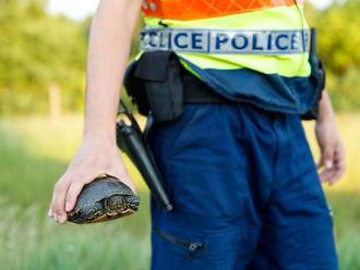 Rendőrök mentették meg az autópályán bóklászó teknős életét